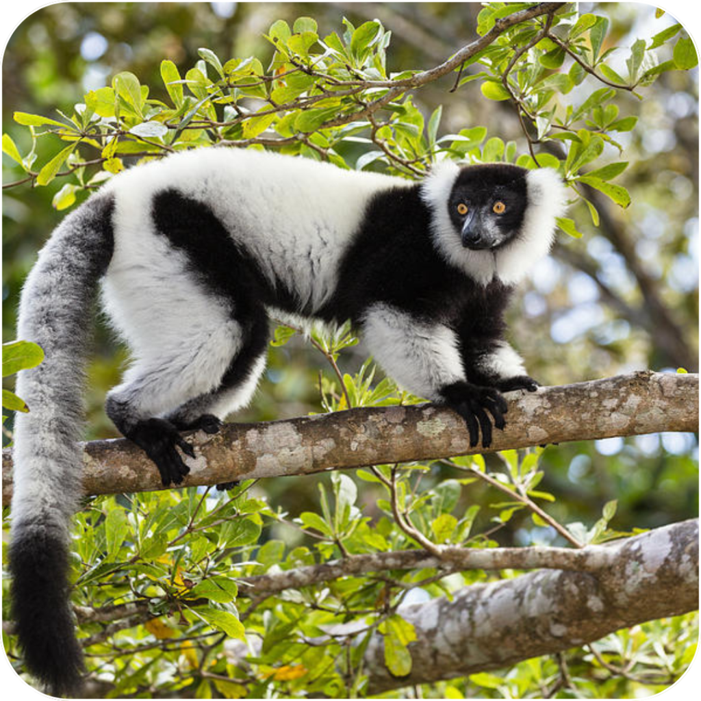 Earn Rewards for Taking Surveys & Help Save Madagascar's Lemurs