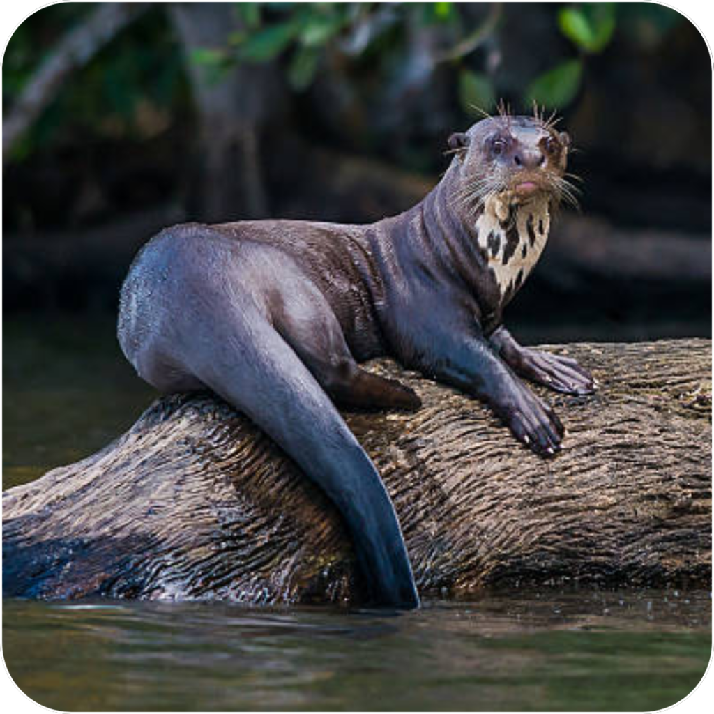 Survey Your Way to a Greener Planet: The Plight of Brazil's Giant River Otters