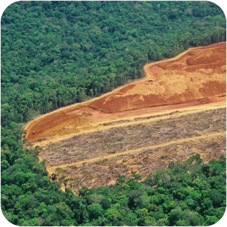 Earn Rewards and Tackle Deforestation: Jagger's Role in a Greener Future