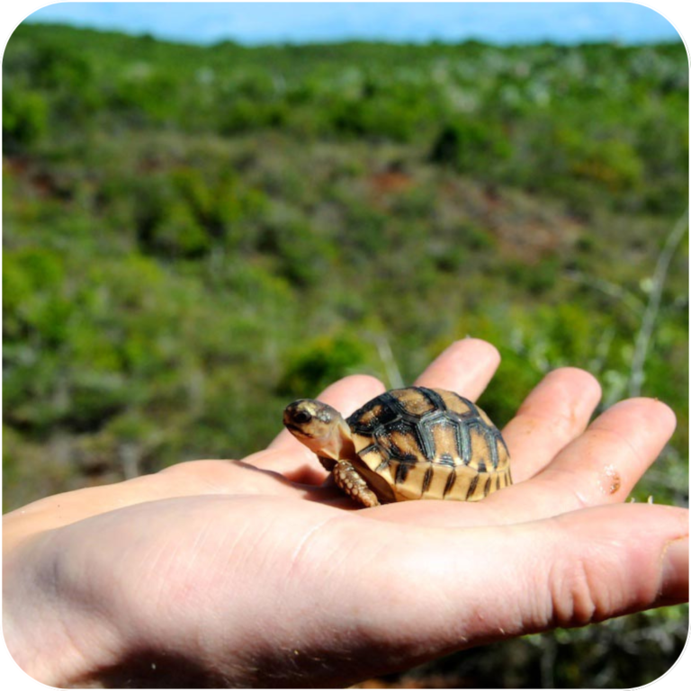 Protect Madagascar Ploughshare Tortoise & Earn Rewards with Jagger