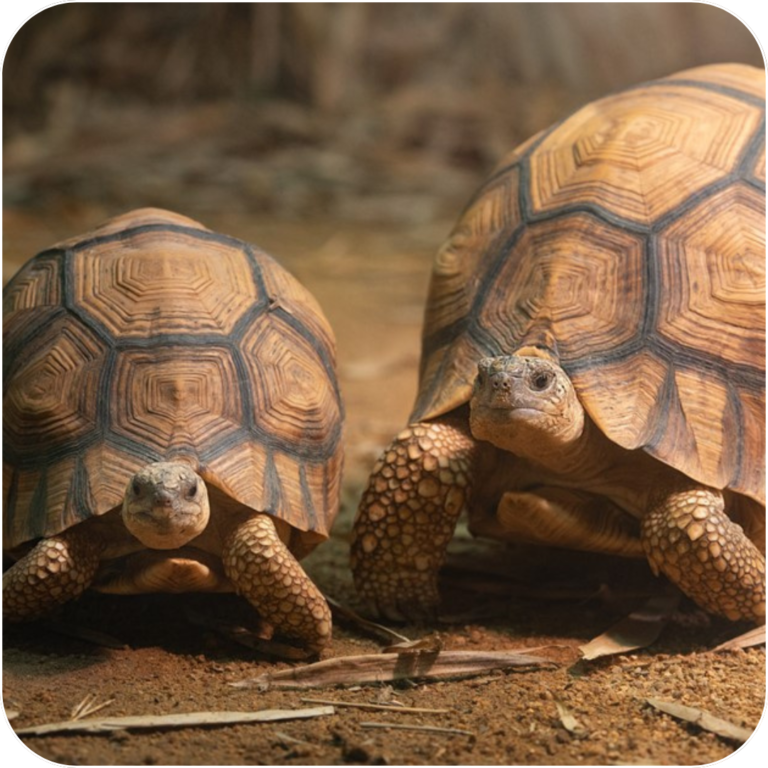 Protect Madagascar Ploughshare Tortoise & Earn Rewards with Jagger