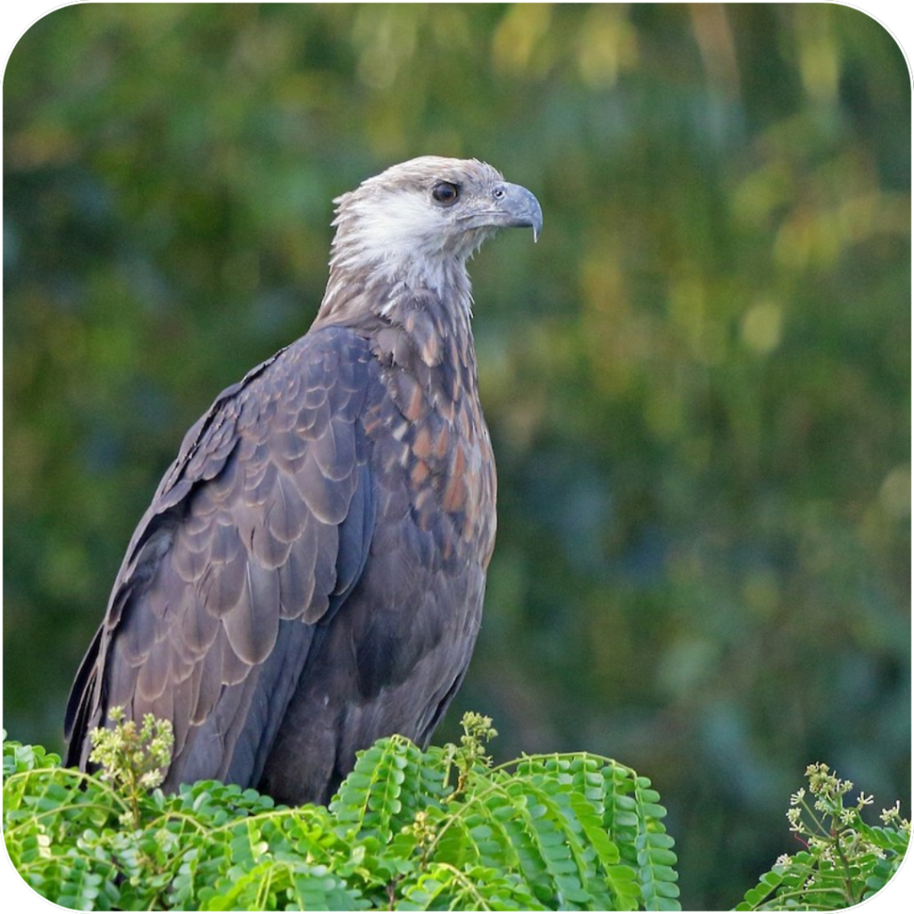 Survey Rewards Can Help Save the Madagascar Fish Eagle