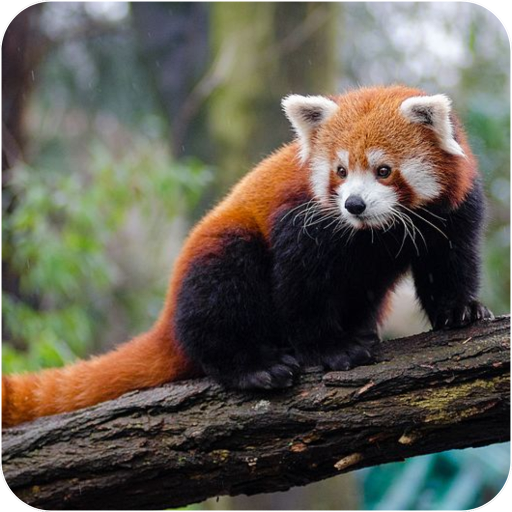 Earn Rewards While Helping Protect Nepal's Red Pandas