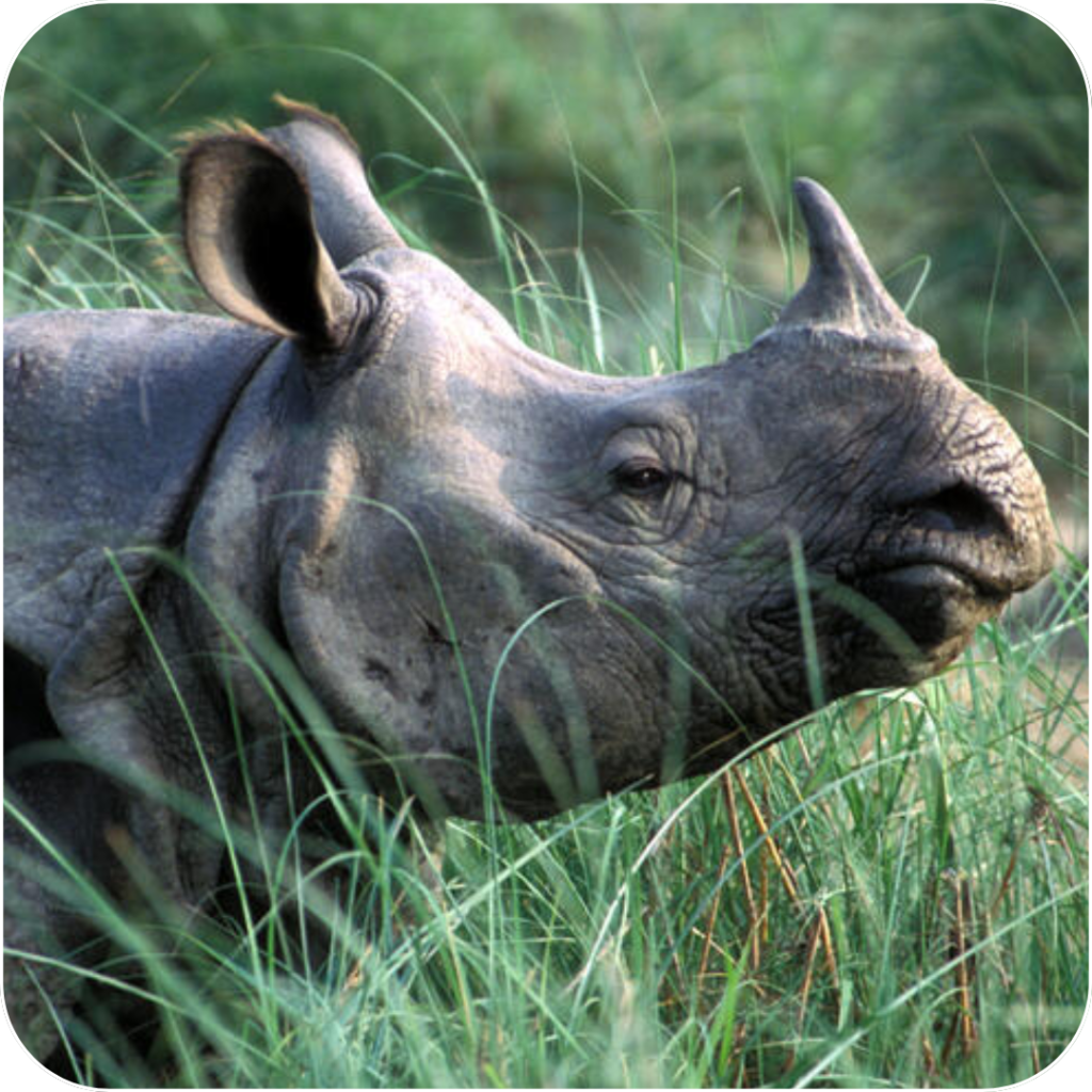 Your Favorite Survey App Presents: The Story of Nepal’s One-Horned Rhinoceros