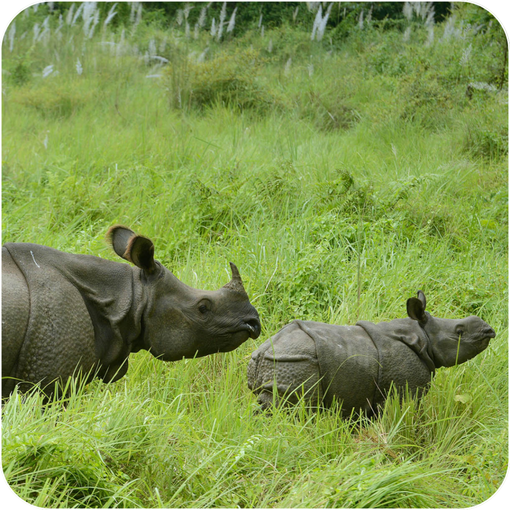 Your Favorite Survey App Presents: The Story of Nepal’s One-Horned Rhinoceros