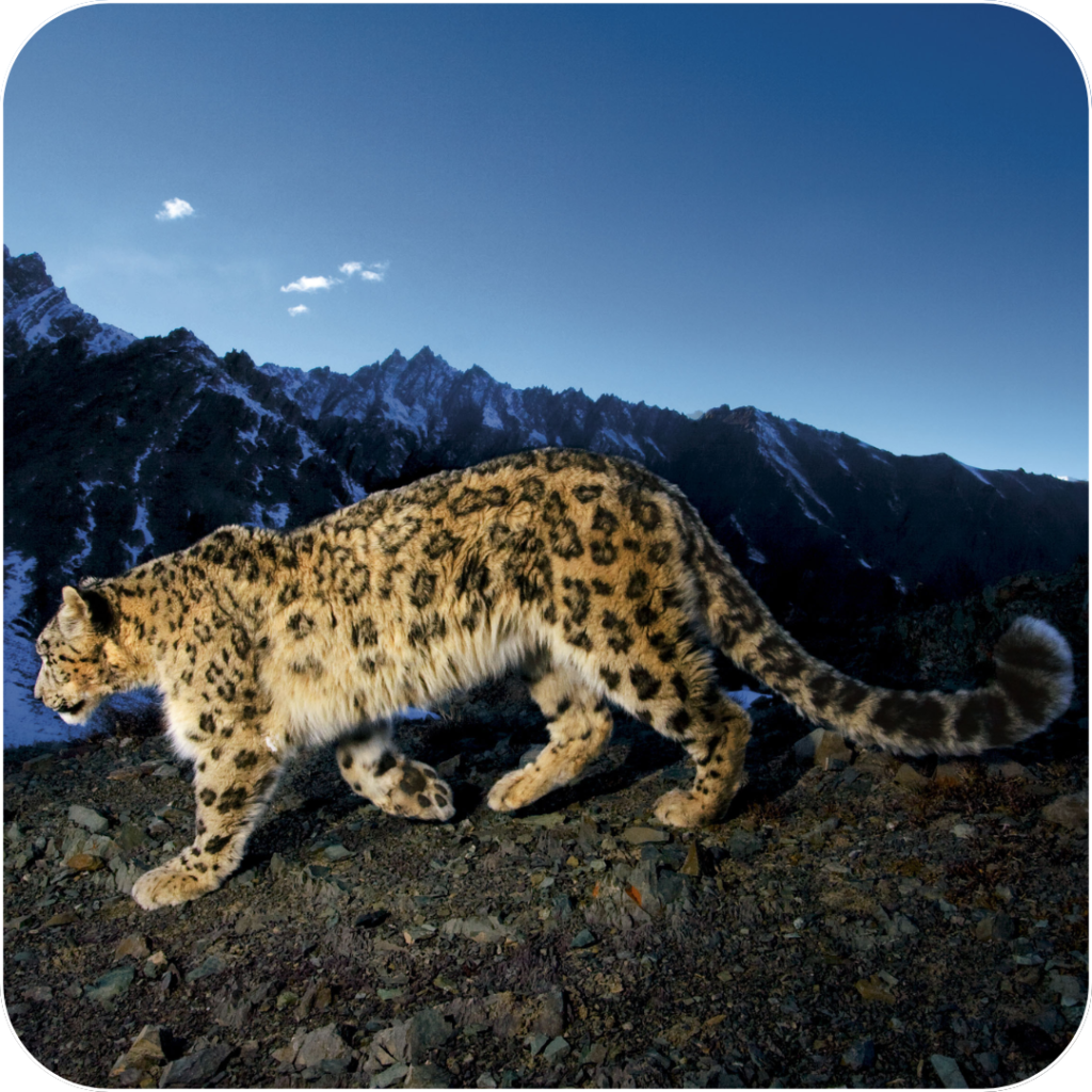 Rewards That Matter: How Your Voice Helps Protect the Snow Leopard of Nepal