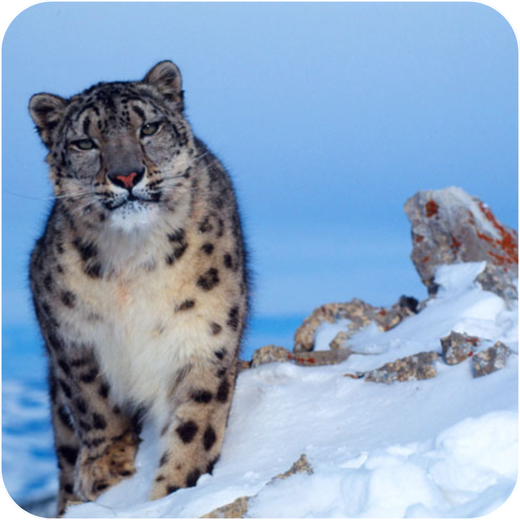 Rewards That Matter: How Your Voice Helps Protect the Snow Leopard of Nepal