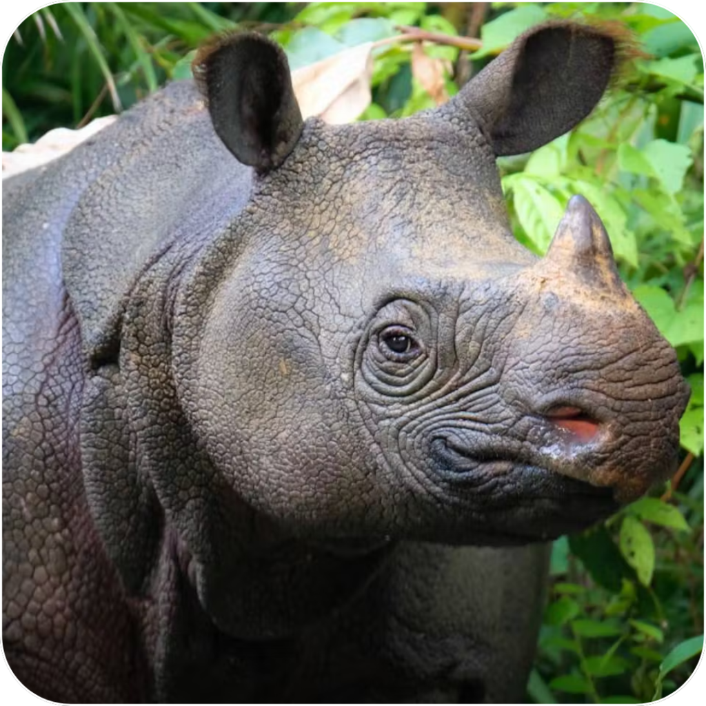 Helping the Javan Rhinoceros with Jagger Survey App: Take a Survey, Earn Rewards, and Help Plant Trees