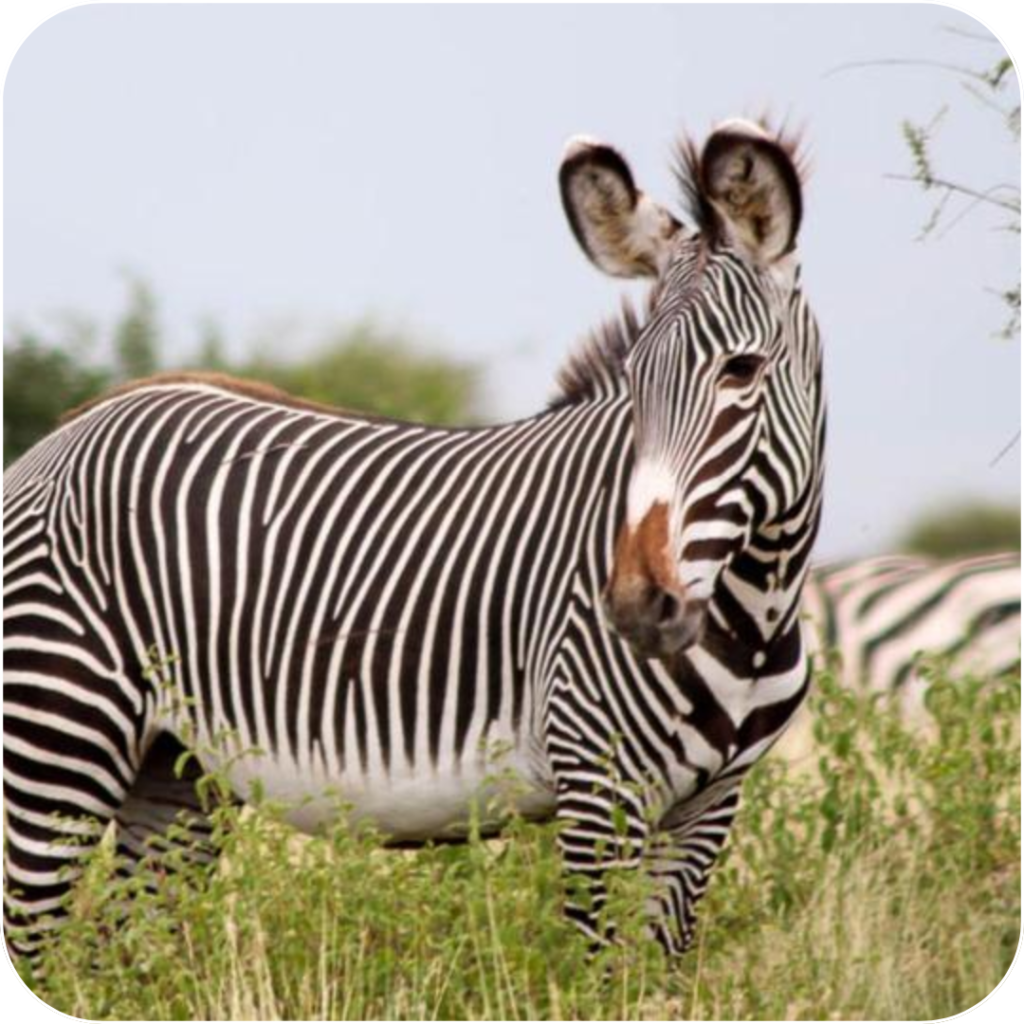 Helping Grevy's Zebras Through Jagger Surveys: Earn Rewards and Plant Trees