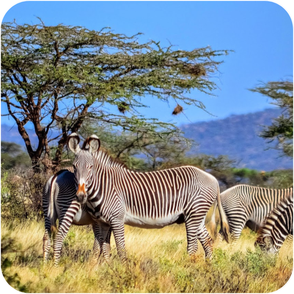 Helping Grevy's Zebras Through Jagger Surveys: Earn Rewards and Plant Trees