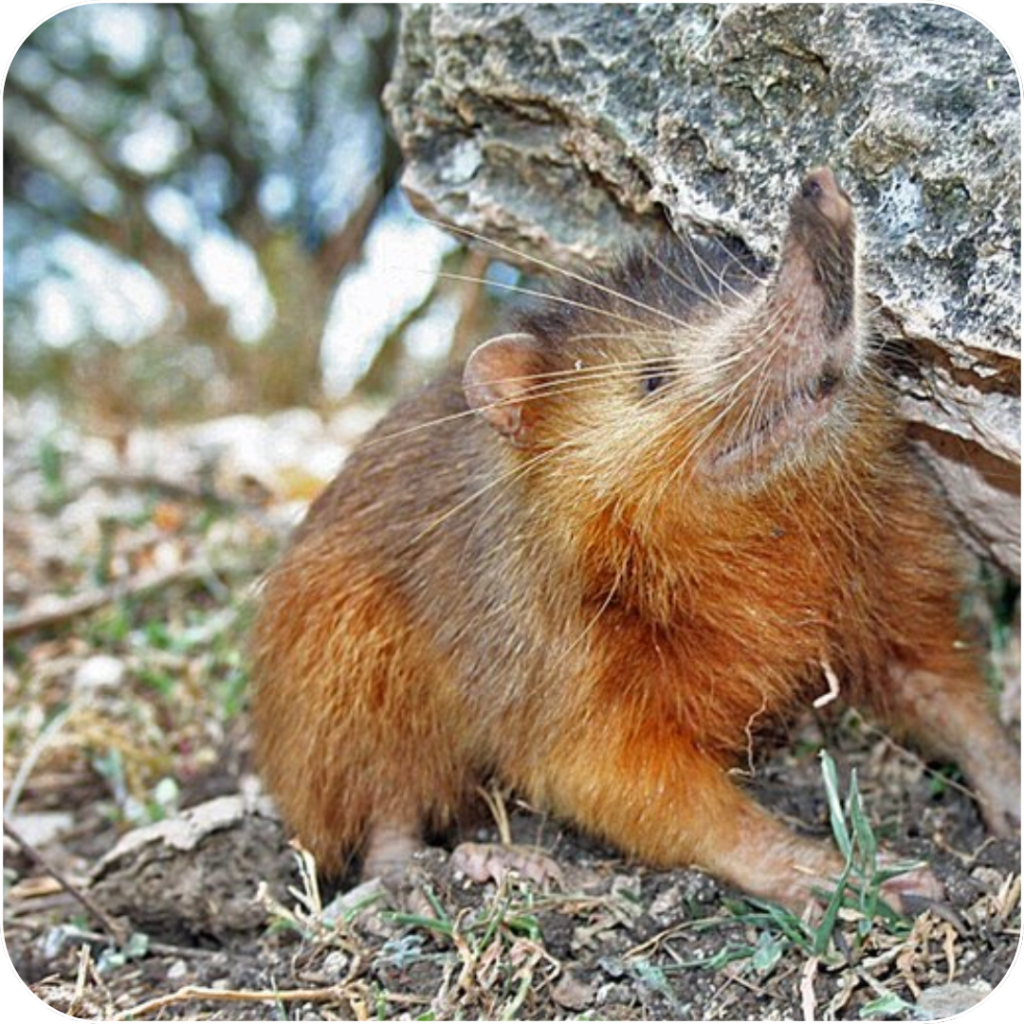 Take a Survey, Earn Rewards, and Help Save the Hispaniolan Solenodon