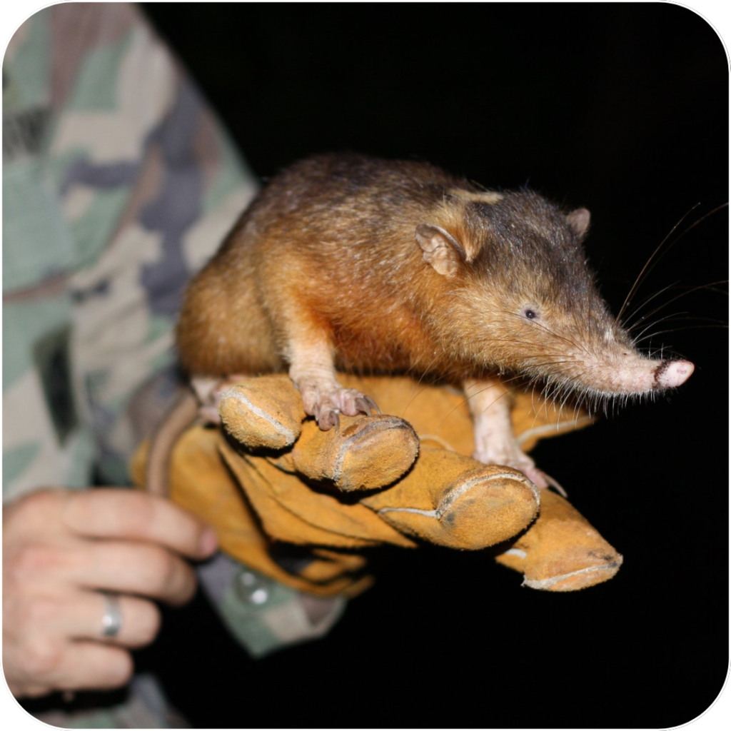 Take a Survey, Earn Rewards, and Help Save the Hispaniolan Solenodon