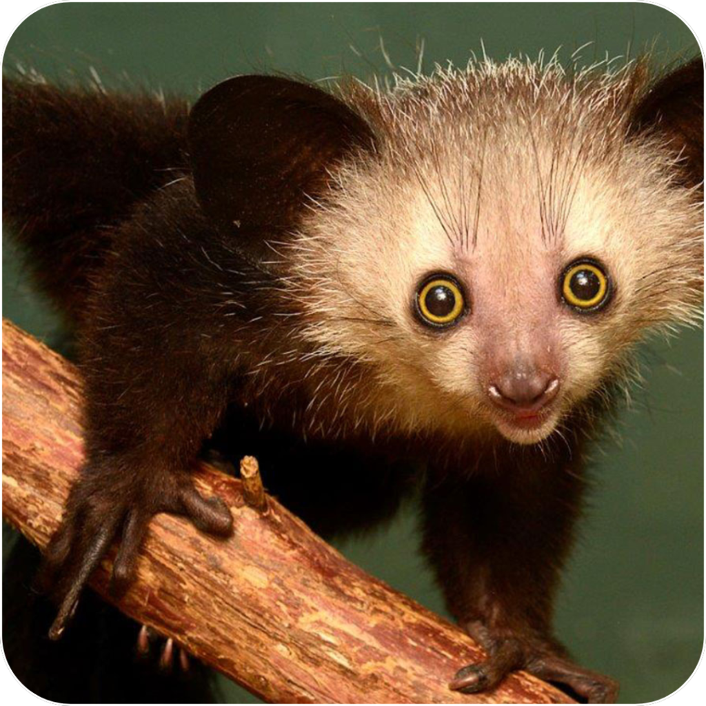 Saving the Aye-Aye with Jagger: Earn Rewards and Plant Trees to Protect Endangered Wildlife