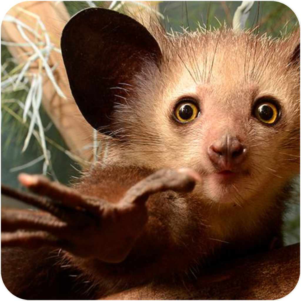 Saving the Aye-Aye with Jagger: Earn Rewards and Plant Trees to Protect Endangered Wildlife