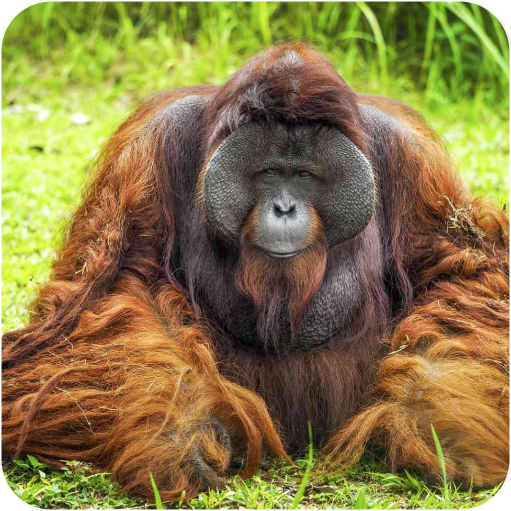 Helping the Bornean Orangutan with Jagger’s Survey and Rewards App: Make a Difference and Earn Rewards