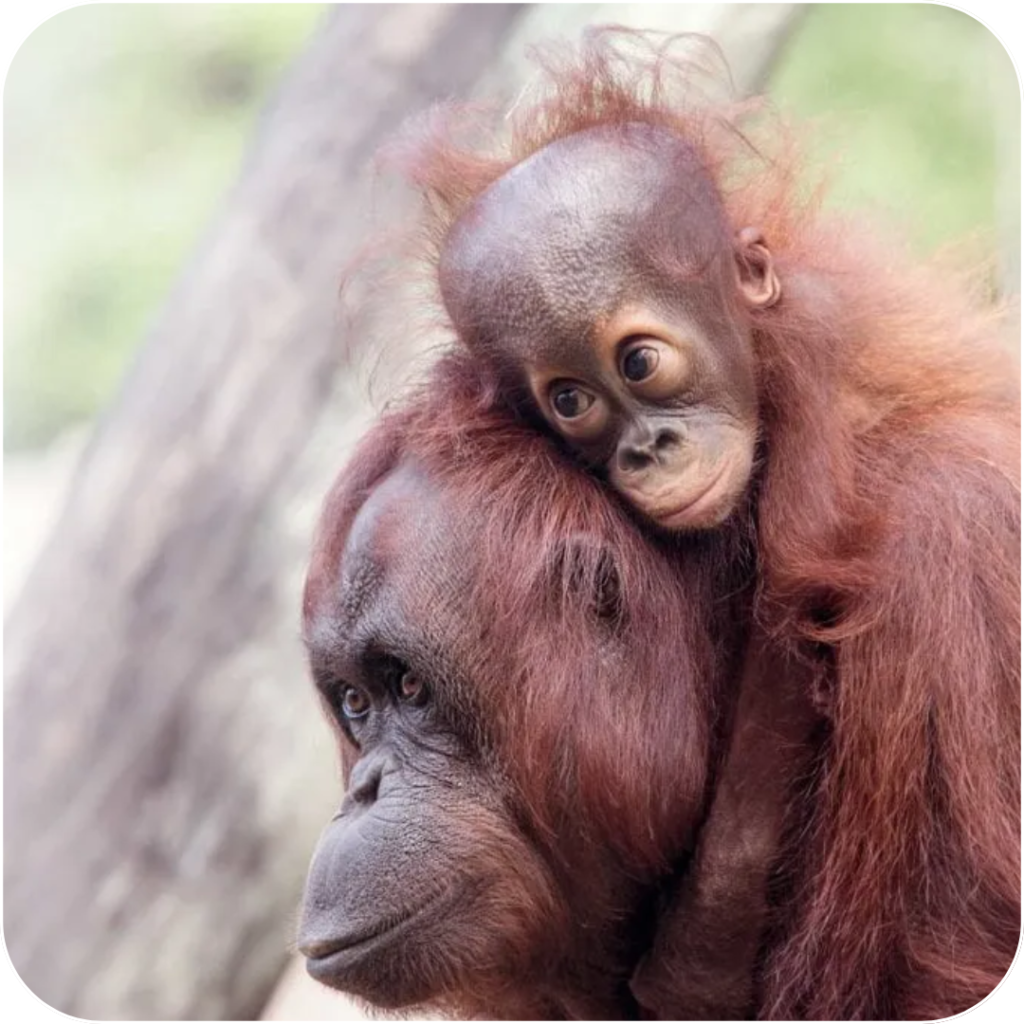Helping the Bornean Orangutan with Jagger’s Survey and Rewards App: Make a Difference and Earn Rewards